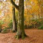 Two tree trunks with yellow foliage in background