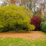 Tree and low bush