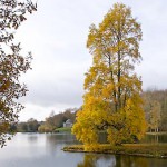 Tall yellow tree by lake