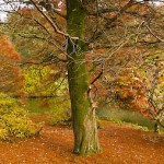 Tree trunk in autumn