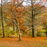 A wide tree in a wood