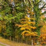 Yellow and green trees