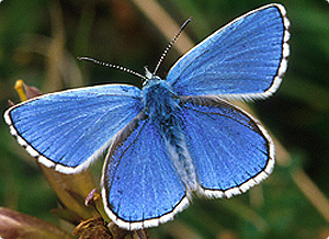 Adonis Blue butterfly by Jim Asher
